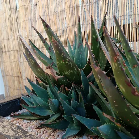 La Placita Casa vacanze Saragozza