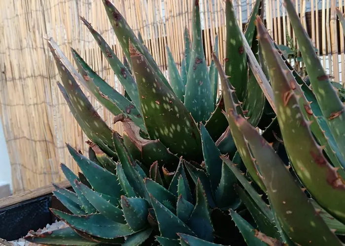 La Placita 펜션 사라고사